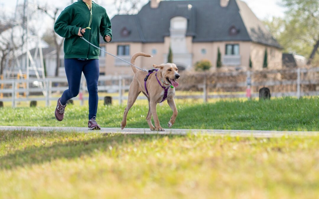 Las ciudades de EEUU más amigables con las mascotas 